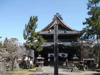 信濃国分寺の桜
